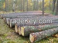 Pine Wood Logs