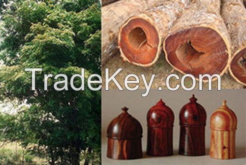 Cocobolo for sale