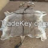 AIR DRIED DONKEY HIDES