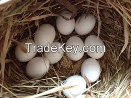 Fertile Parrot Eggs and Baby parrots For Sale