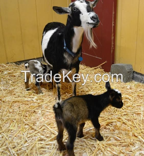 Nigerian Dwarf Goats