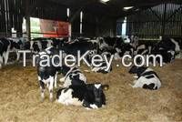 Pregnant Holstein Heifers for Sale