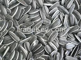 Big Size Sunflower Seeds