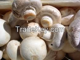 Champignons / Agaricus