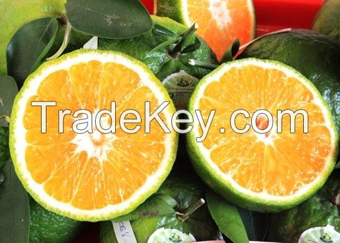 Good Fresh orange, Fresh Jumbo/king Orange, King Mandarin