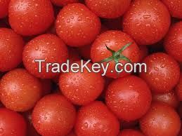 Farm Fresh Red Tomatoes