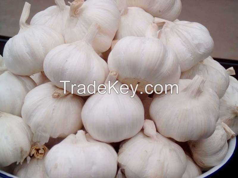 FRESH   GARLIC  FOR  SALE