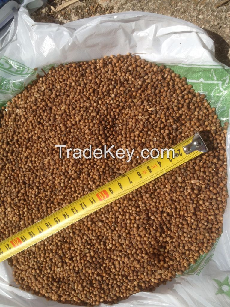 Golden Coriander Seeds