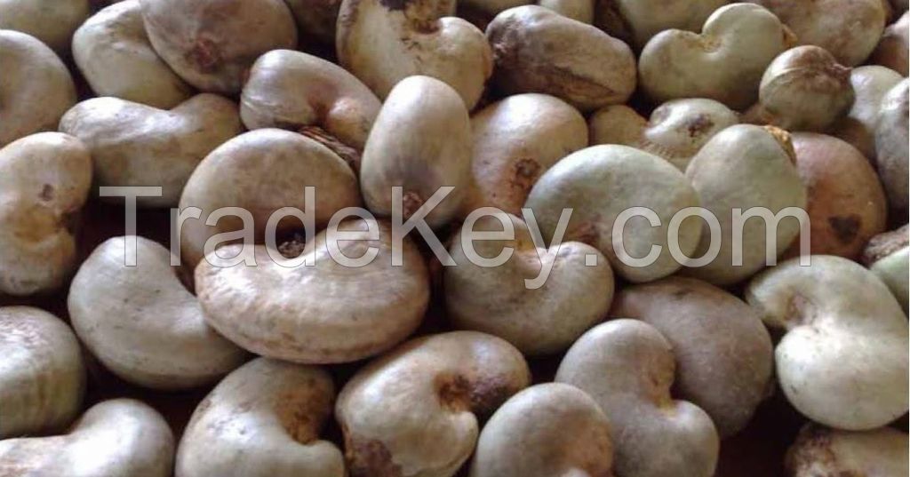 Dry Raw Cashew Nut For Sale And Export