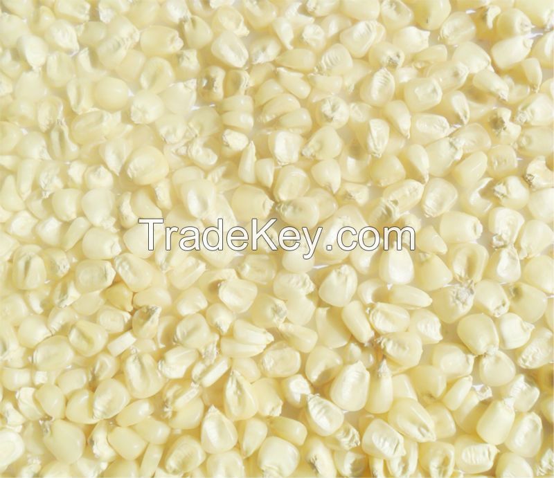 Non Gmo White And Yellow Maize/Corn