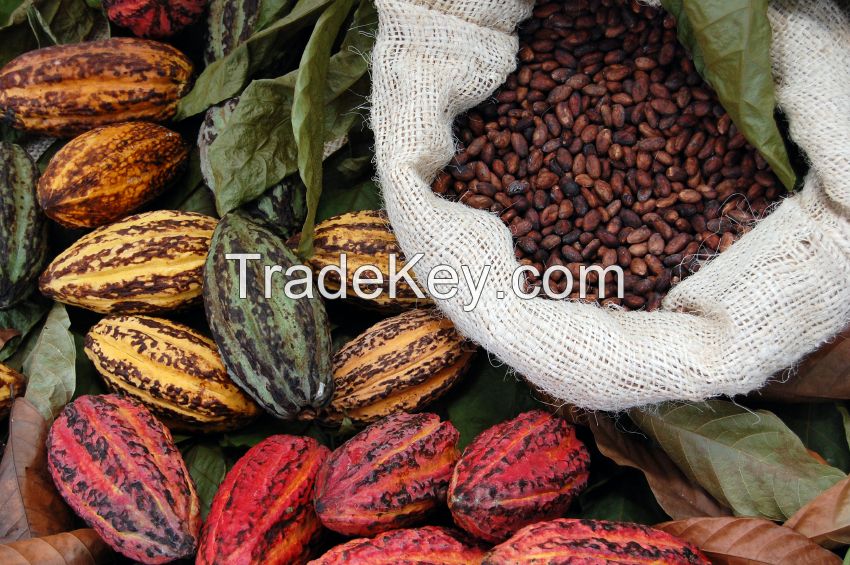 Cocoa extract/weight loss/sports supplement/Theobromine