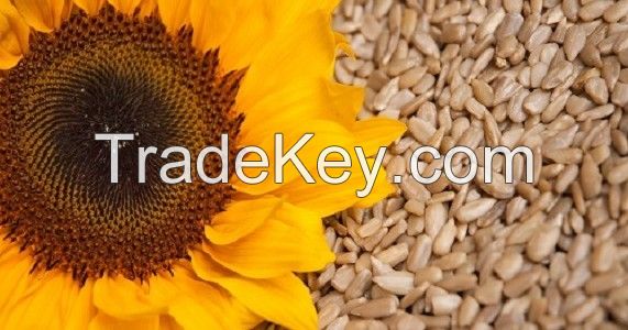 Sunflower Kernels