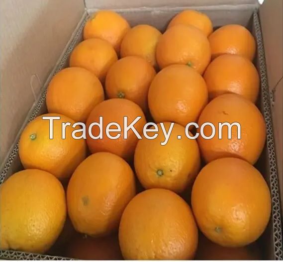 Valencia oranges