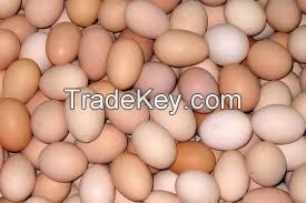 Fresh Table eggs