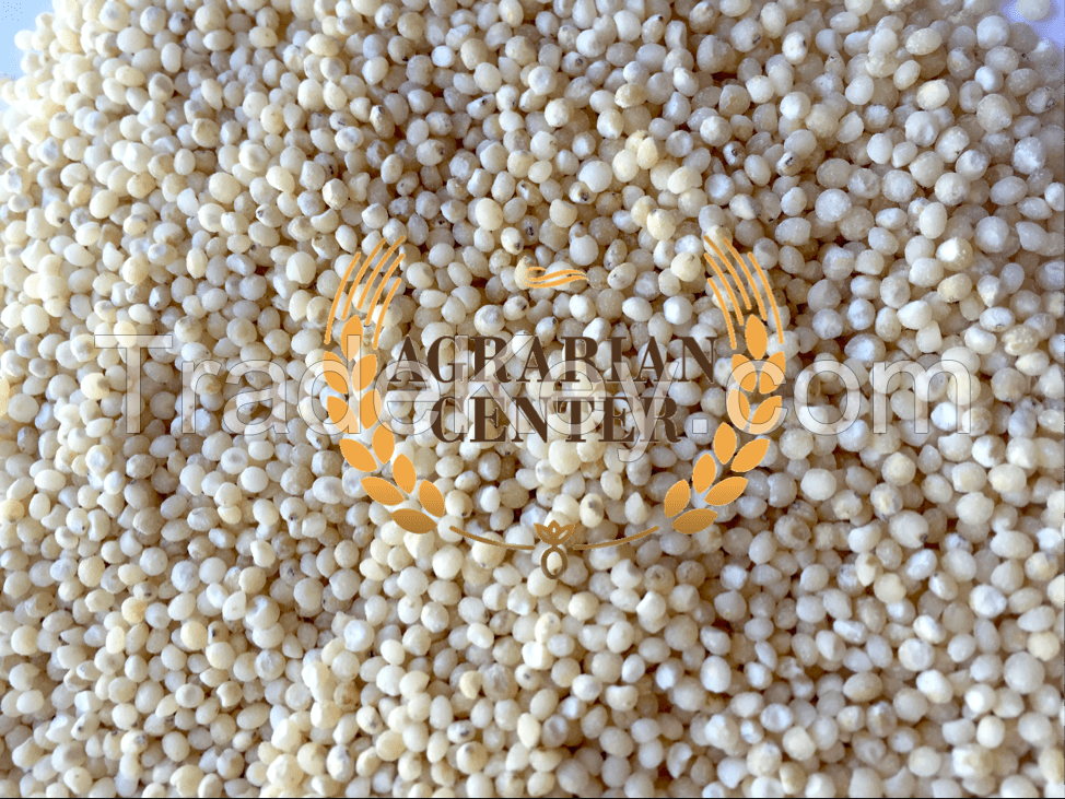 SORGHUM GRAIN and SORGHUM FLOUR