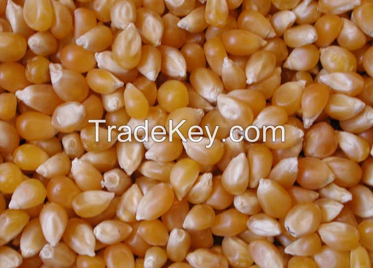 Organic Pop Corn Seed Kernels