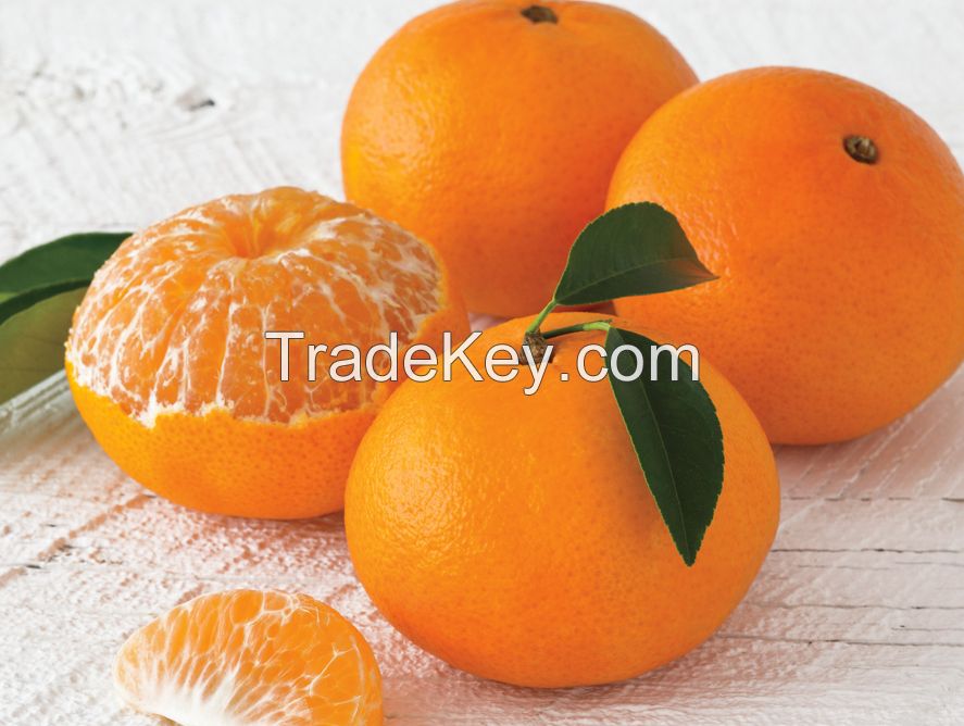 Fresh Tangerine Mandarin Orange