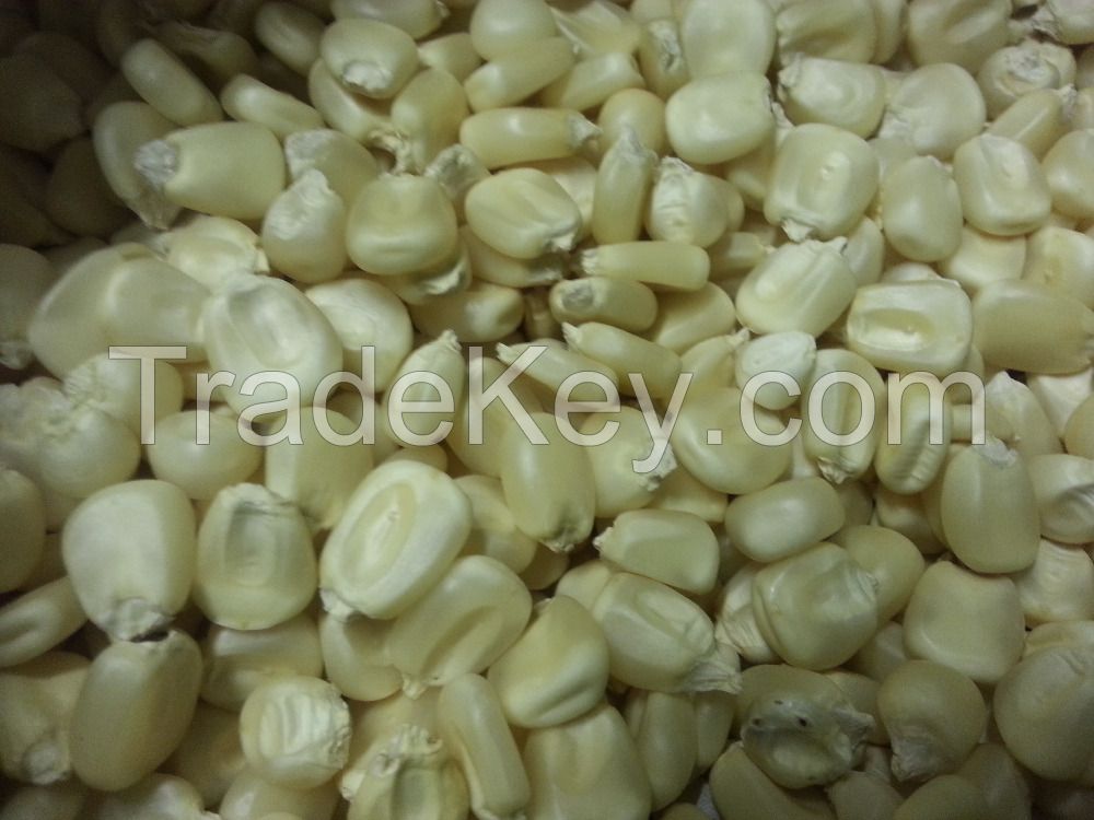 Yellow and White maize