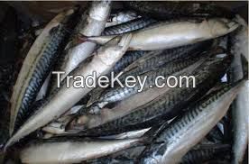 2017 New Arrival Frozen Pacific Mackerel 300-400g For Sale.