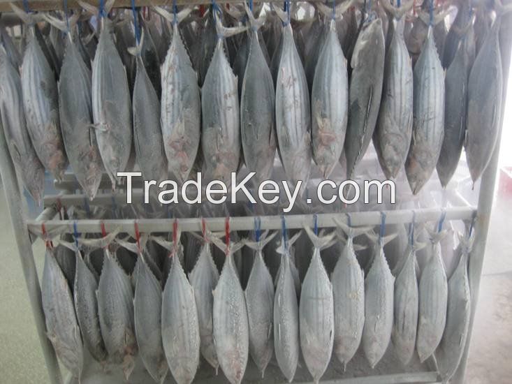 Good Frozen bonito skipjack fish