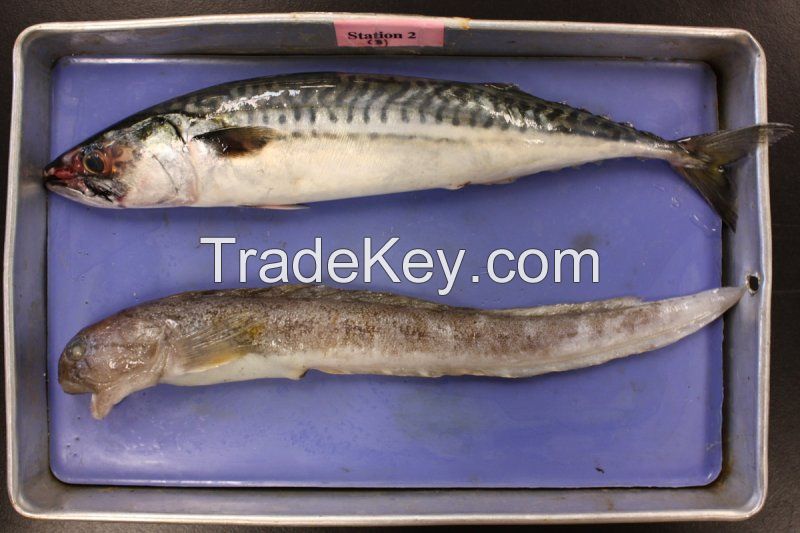 Atlantic Mackerel 25+ Scomber scrombus