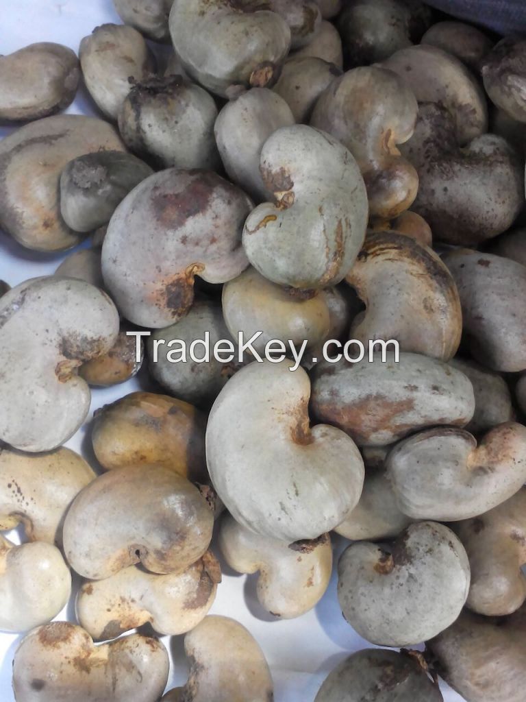 Cashew Nuts