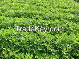 arabica green coffee beans for wholesale