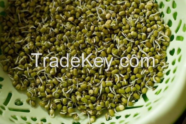 Mung Bean 2017 crop supply different size