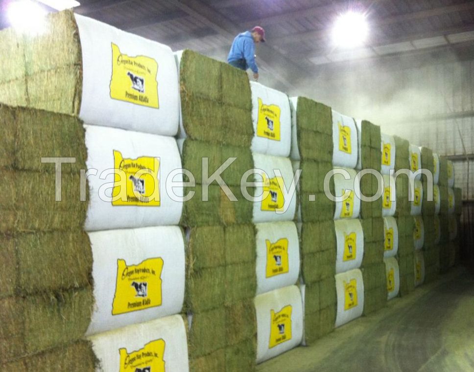 Super Top Quality Alfafa Hay for Animal Feeding