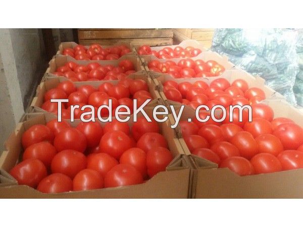 Quality Fresh Tomatoes Red Round