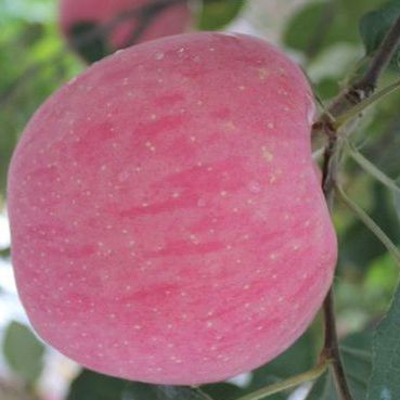 Chinese FUJI Apple