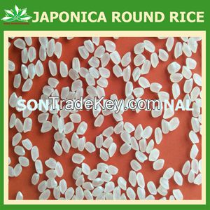 JAPONICA RICE - CHEAPEST PRICE