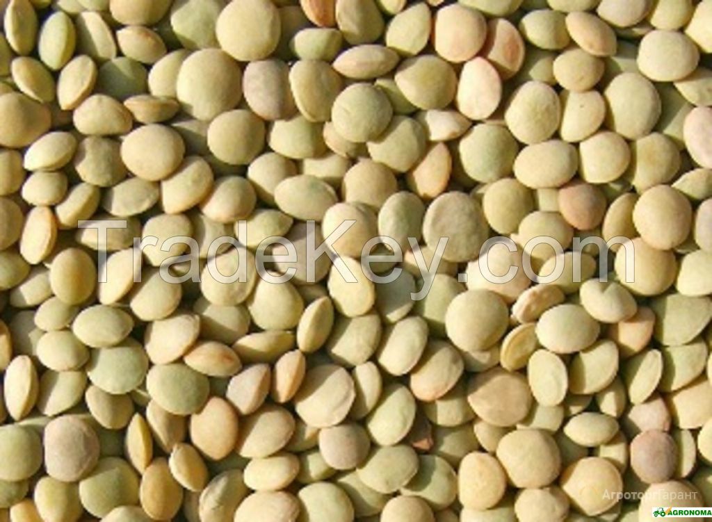 Green lentils small