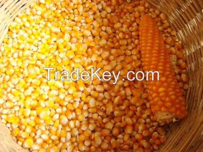 Maize (Corn)