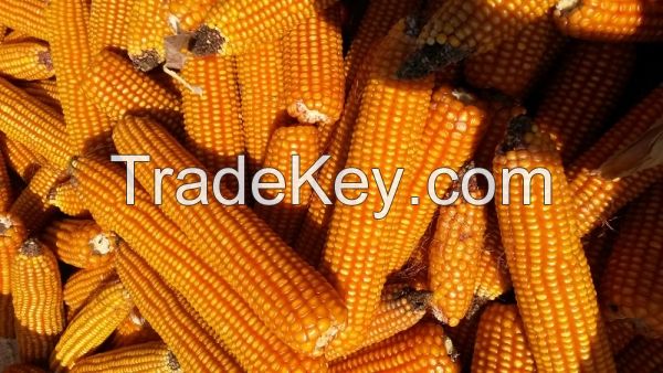 FLINT CORN