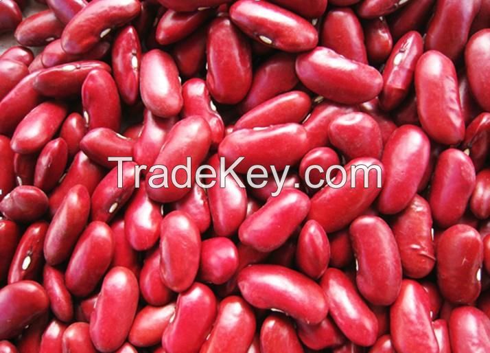 Red Kidney Beans, White Kidney Beans, Chickpeas, Lentil, Alfalfa Beans