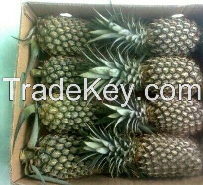 Fresh Pineapple with best price