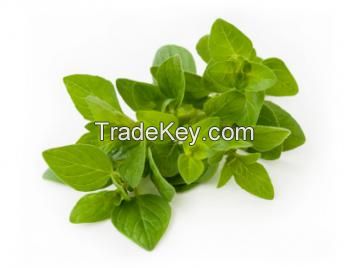 Oregano Leaves