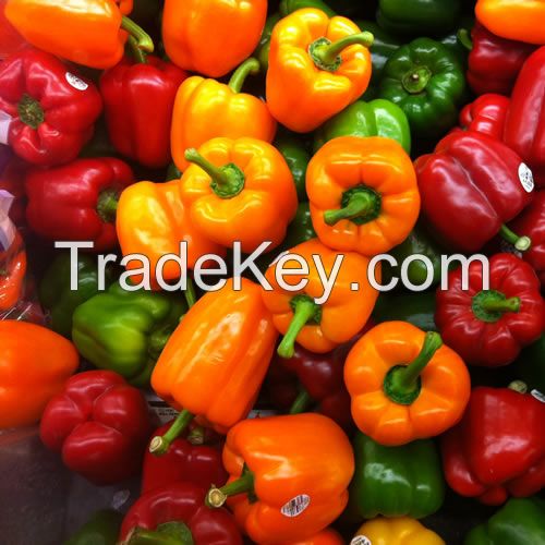 PEPPERS, CAPSICUMS