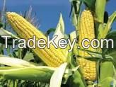 Sell Yellow Corn