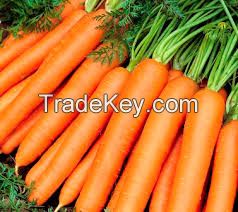 FRESH CARROTS