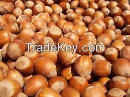 HAZEL NUT