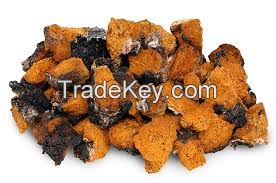 Free sample supply nature siberian chaga mushroom extract