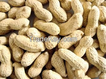 100 % Raw peanuts inshell