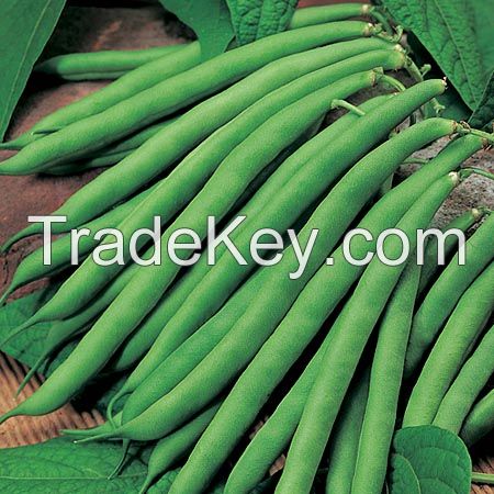 High Quality Fresh Organic French Beans