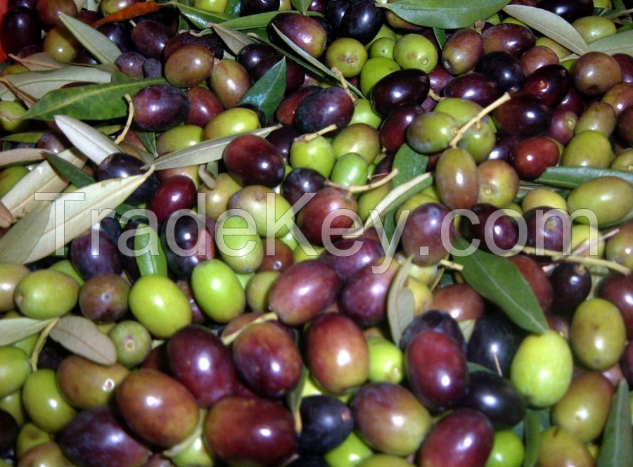 Good Quality fresh Olives Available