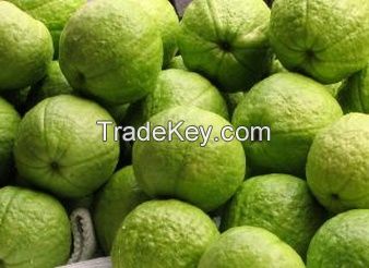 HIGH QUALITY FRESH GUAVA PRICE