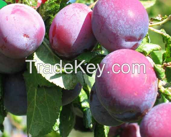 Fresh Plums, Plum