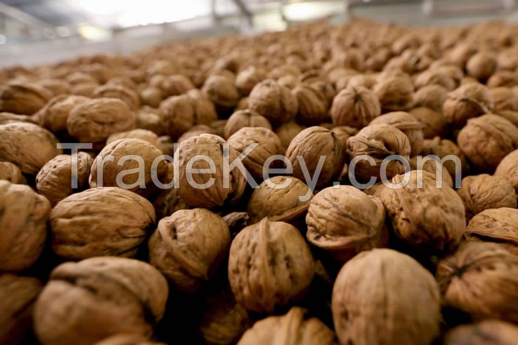 walnuts in shell