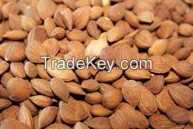 Apricot kernels